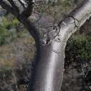 Image of Suarez baobab