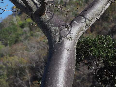 Image of Suarez baobab