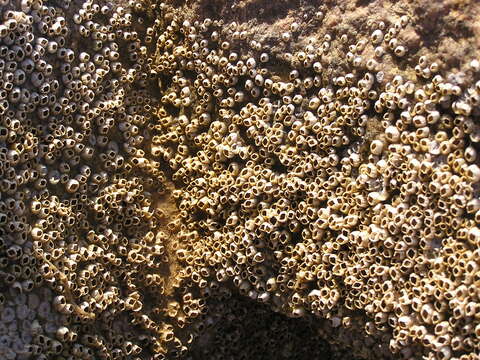 Image of bay barnacle