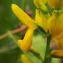 Image of Genista tinctoria subsp. tinctoria