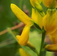 Imagem de Genista tinctoria subsp. tinctoria