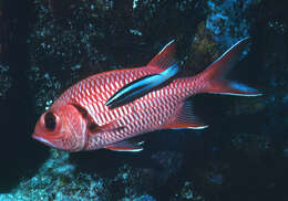 Image of Bigscale Soldierfish