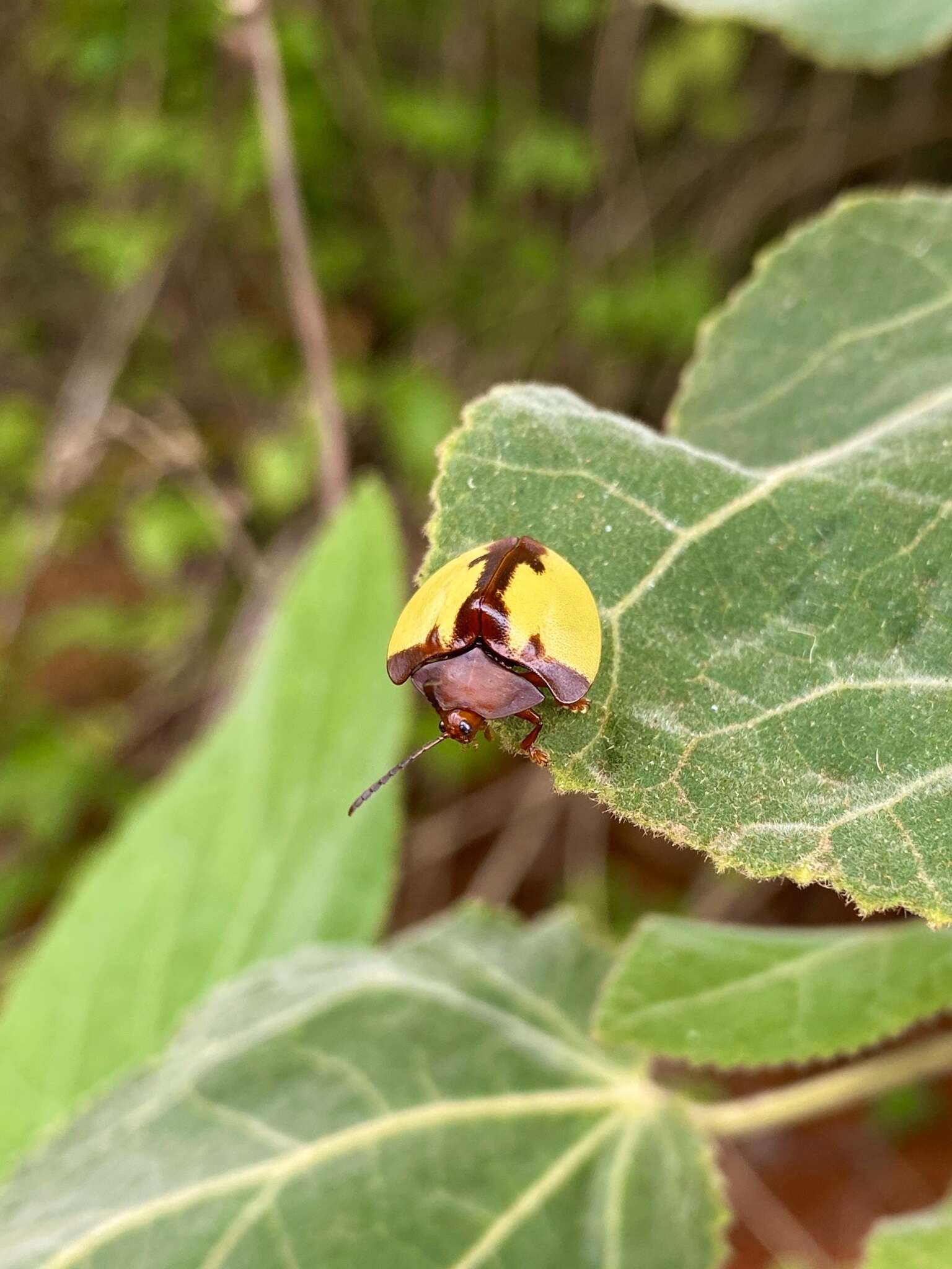 Paraselenis (Spaethiechoma) aulica (Boheman 1854) resmi