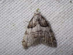 Image of short-cloaked moth