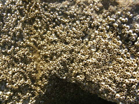 Image of bay barnacle