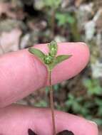 Plancia ëd Galium orizabense subsp. laevicaule (Weath. & Blake) Dempster