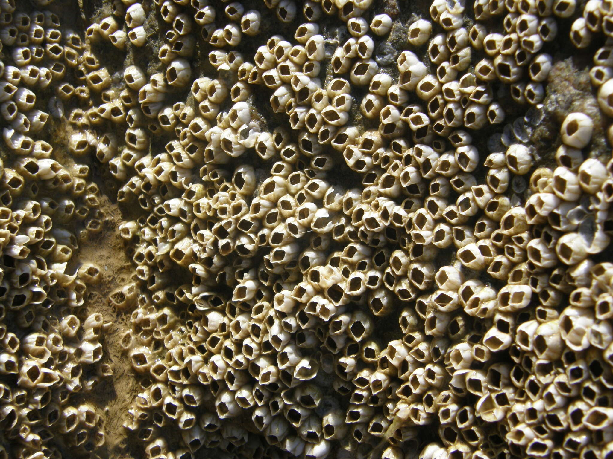 Image of bay barnacle