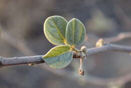 Image of Rhynchosia nitens Harv.