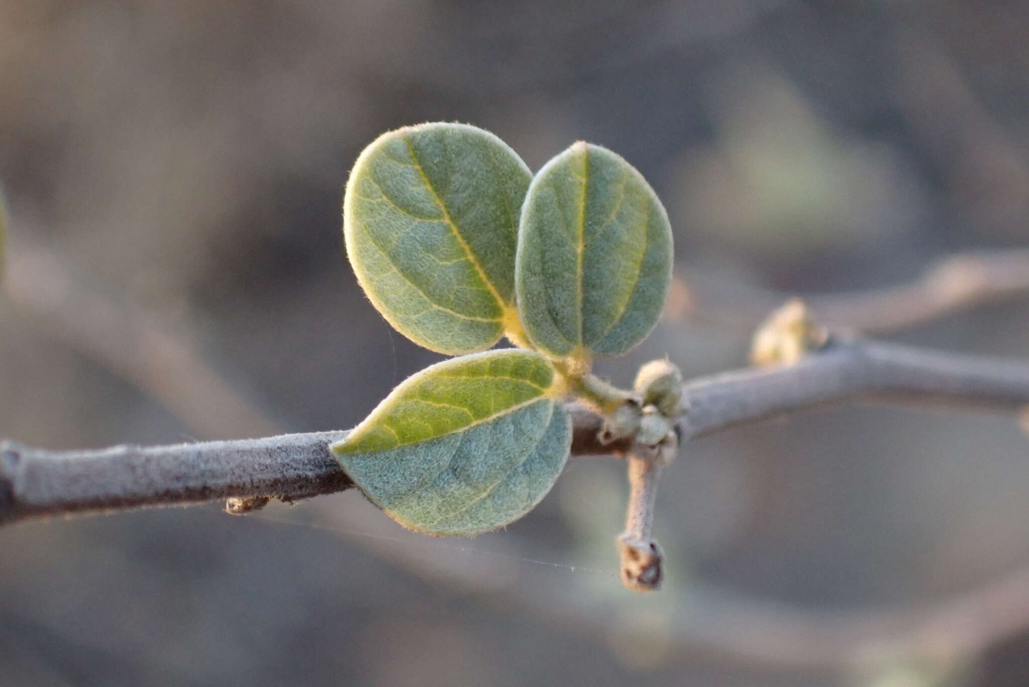 Imagem de Rhynchosia nitens Harv.