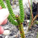 Image of Rhigiophyllum squarrosum Hochst.