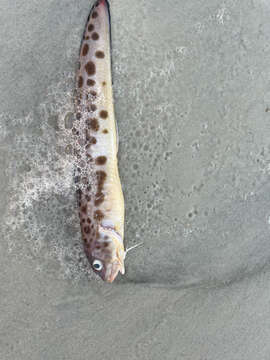 Ophidion grayi (Fowler 1948)的图像