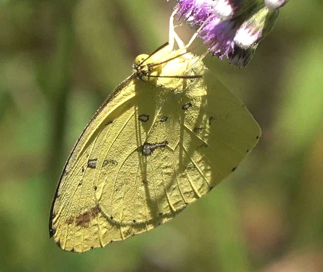 Слика од Eurema floricola (Boisduval 1833)