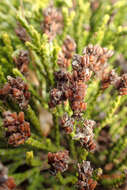 Veronica hectorii subsp. coarctata (Cheesem.) Garn.-Jones resmi