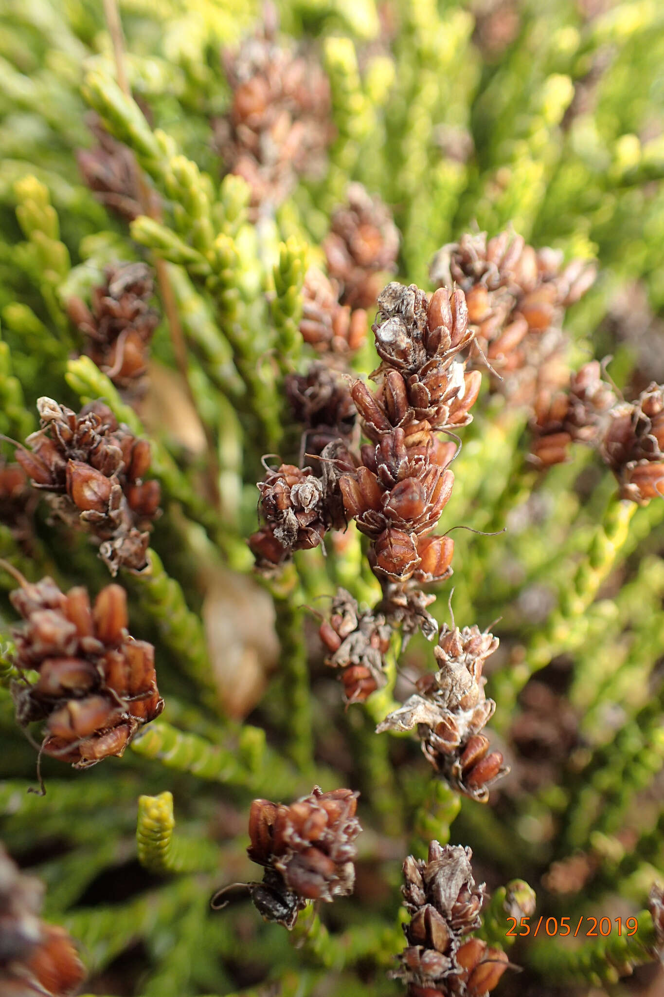 Veronica hectorii subsp. coarctata (Cheesem.) Garn.-Jones resmi