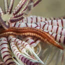 Image of Paradyte crinoidicola (Potts 1910)