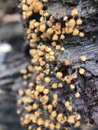 Image of Metatrichia floriformis