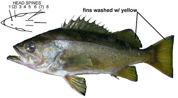 Image of Yellowtail rockfish