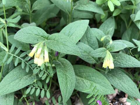 Слика од Symphytum tuberosum L.