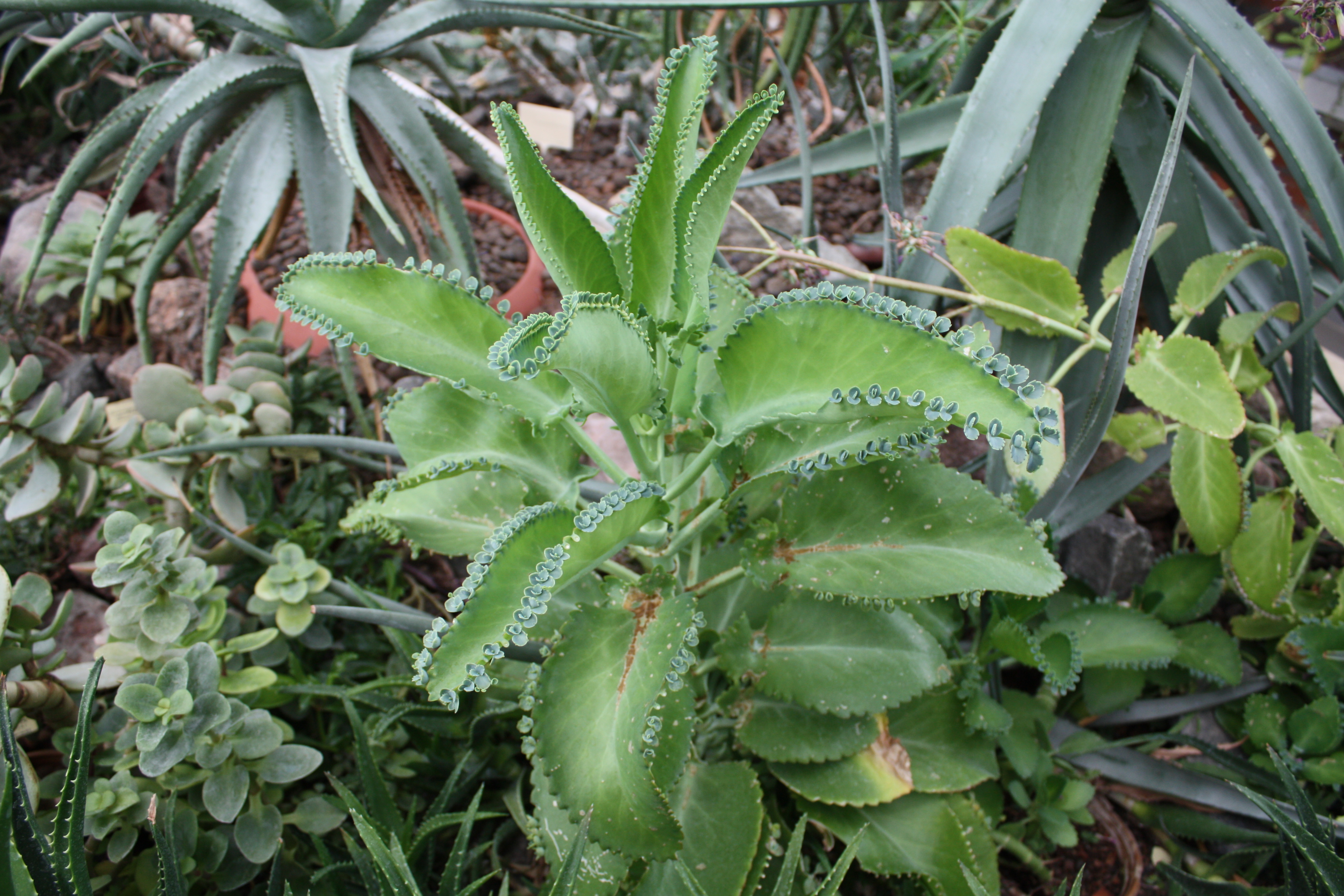 devils backbone plant info