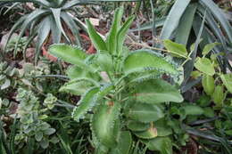 Kalanchoe laetivirens Descoings resmi