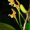Image of Bulbophyllum pteroglossum Schltr.