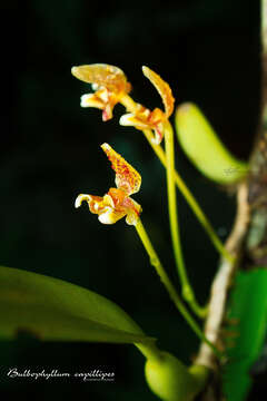 Слика од Bulbophyllum pteroglossum Schltr.