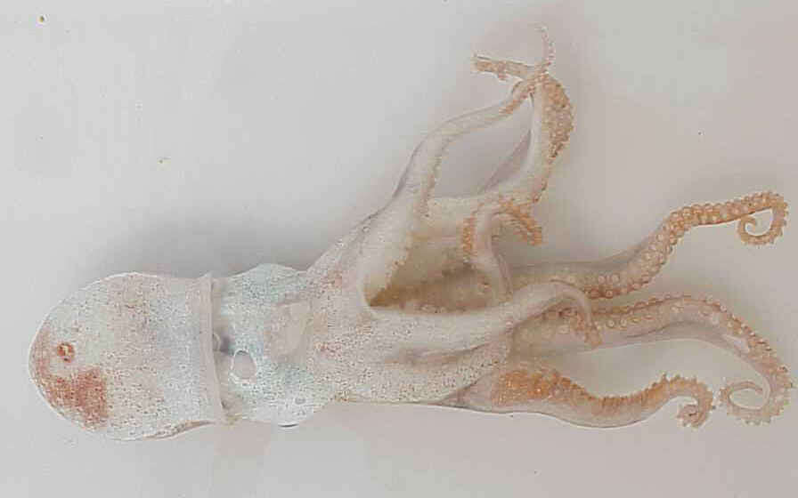 Image of Bathypolypus valdiviae (Thiele ex Chun 1915)