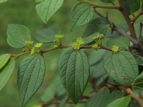 صورة Ziziphus oenopolia (L.) Mill.