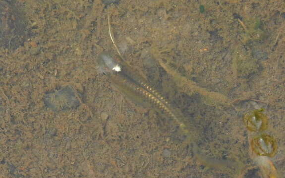 Image of Ceylon killifish