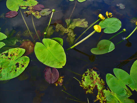 Image of Yellow Water-lily