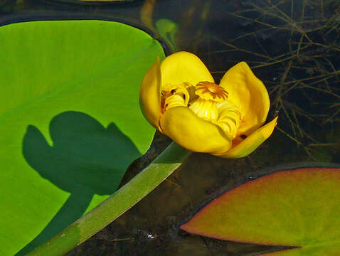 Image of Yellow Water-lily