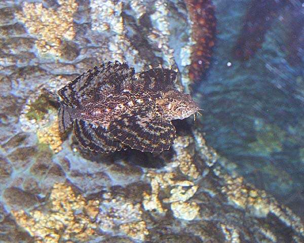 Image of Crested sculpin