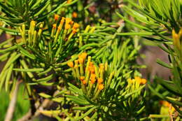 Image of Kleinia barbertonica (Klatt) Burtt Davy