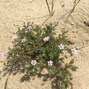 Plancia ëd Erodium cicutarium subsp. cicutarium