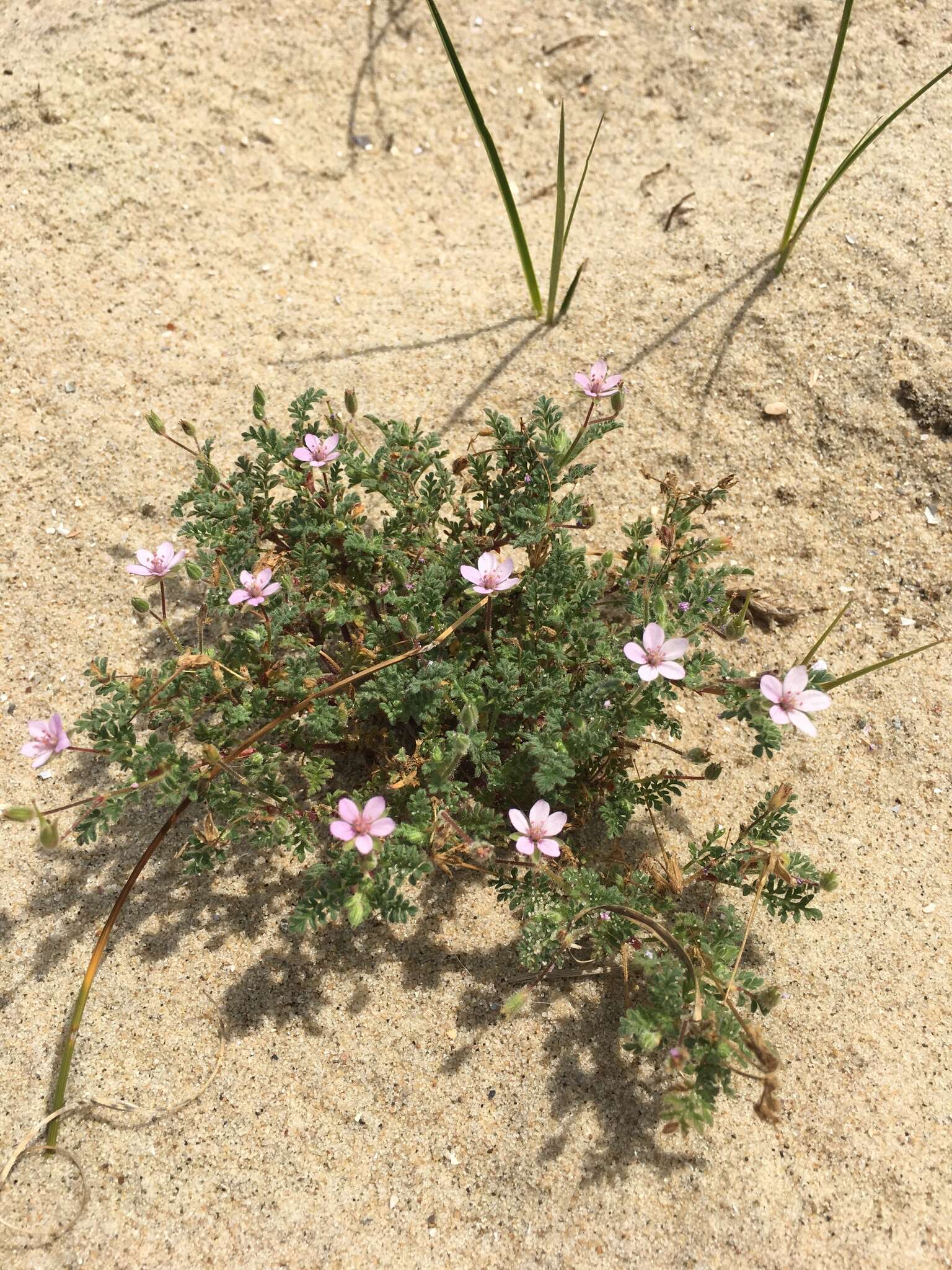 Image of redstem stork's bill