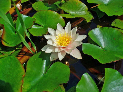 Image of European white waterlily