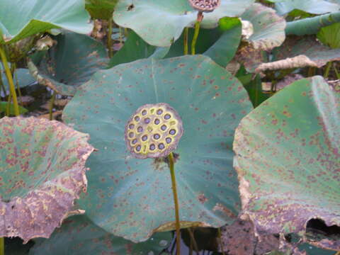 Image of American lotus