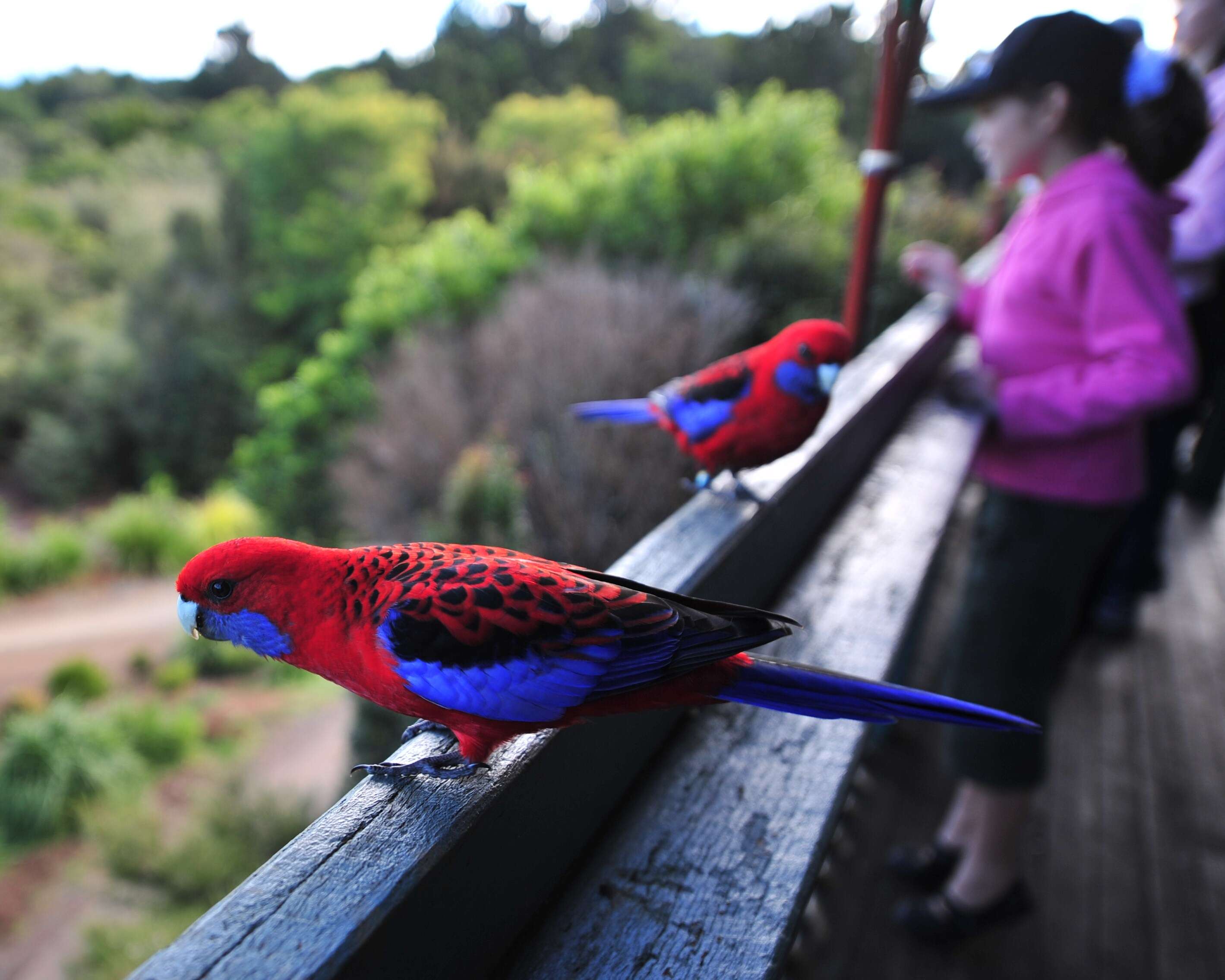 Image of Crimson Rosella