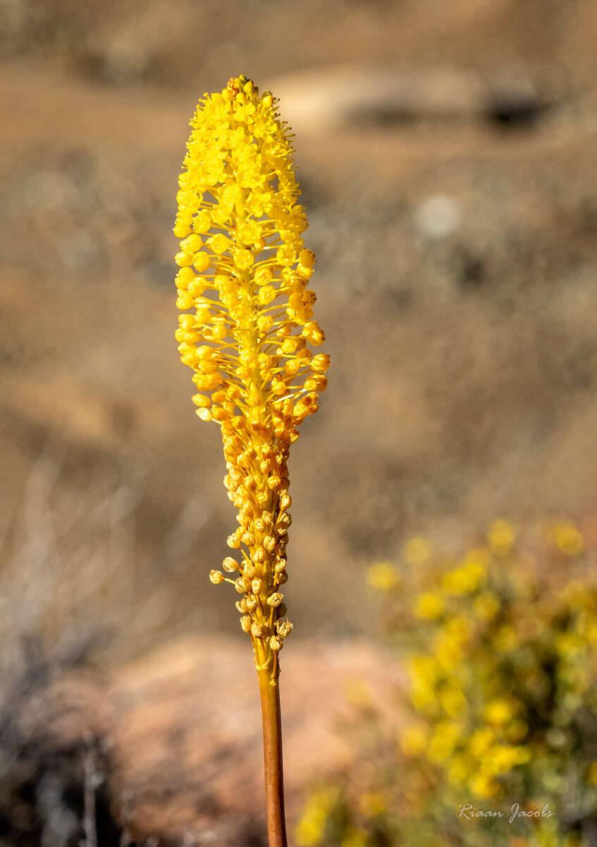 Image de Bulbinella elegans Schltr. ex P. L. Perry