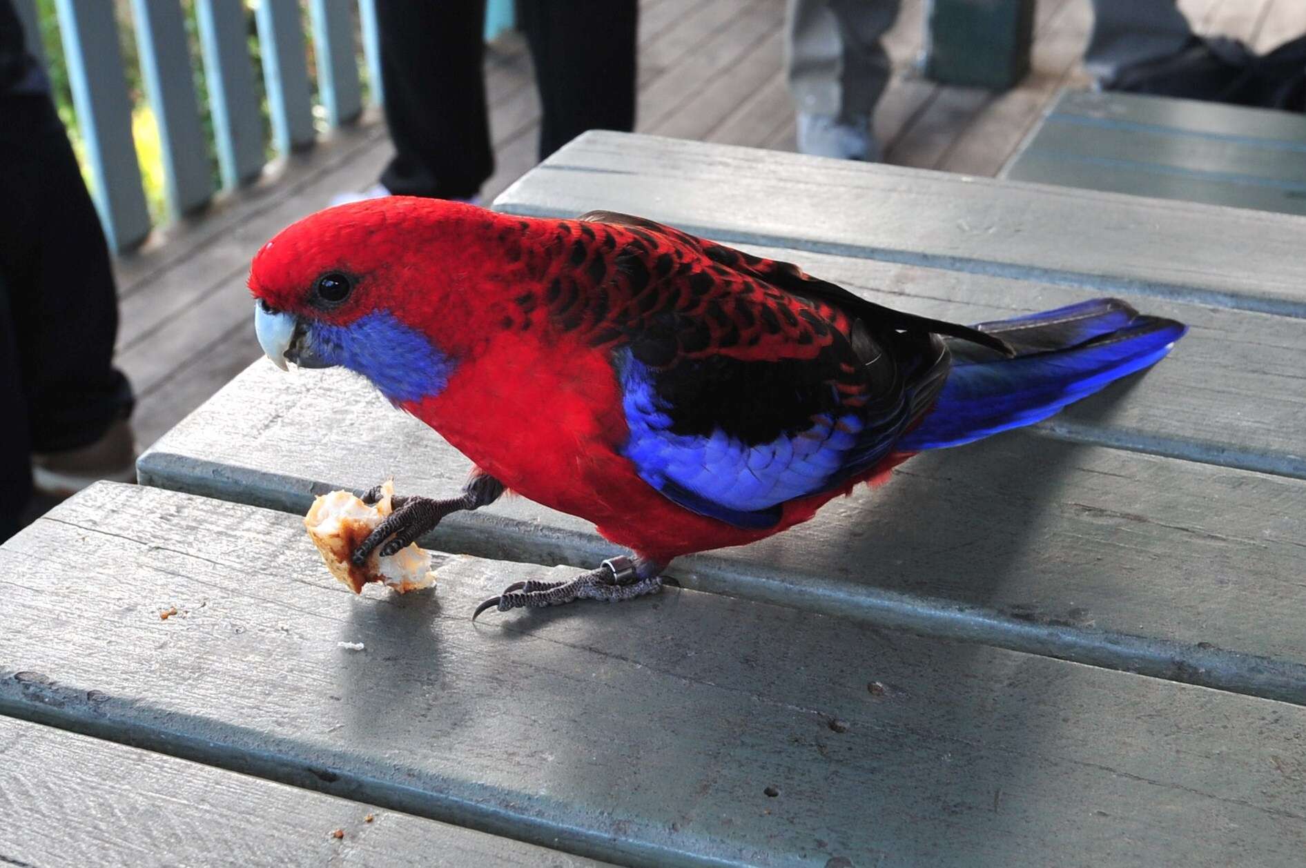 Image of Crimson Rosella