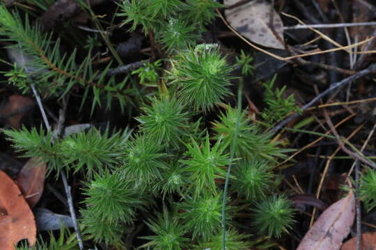 Image of Melichrus procumbens (Cav.) Druce