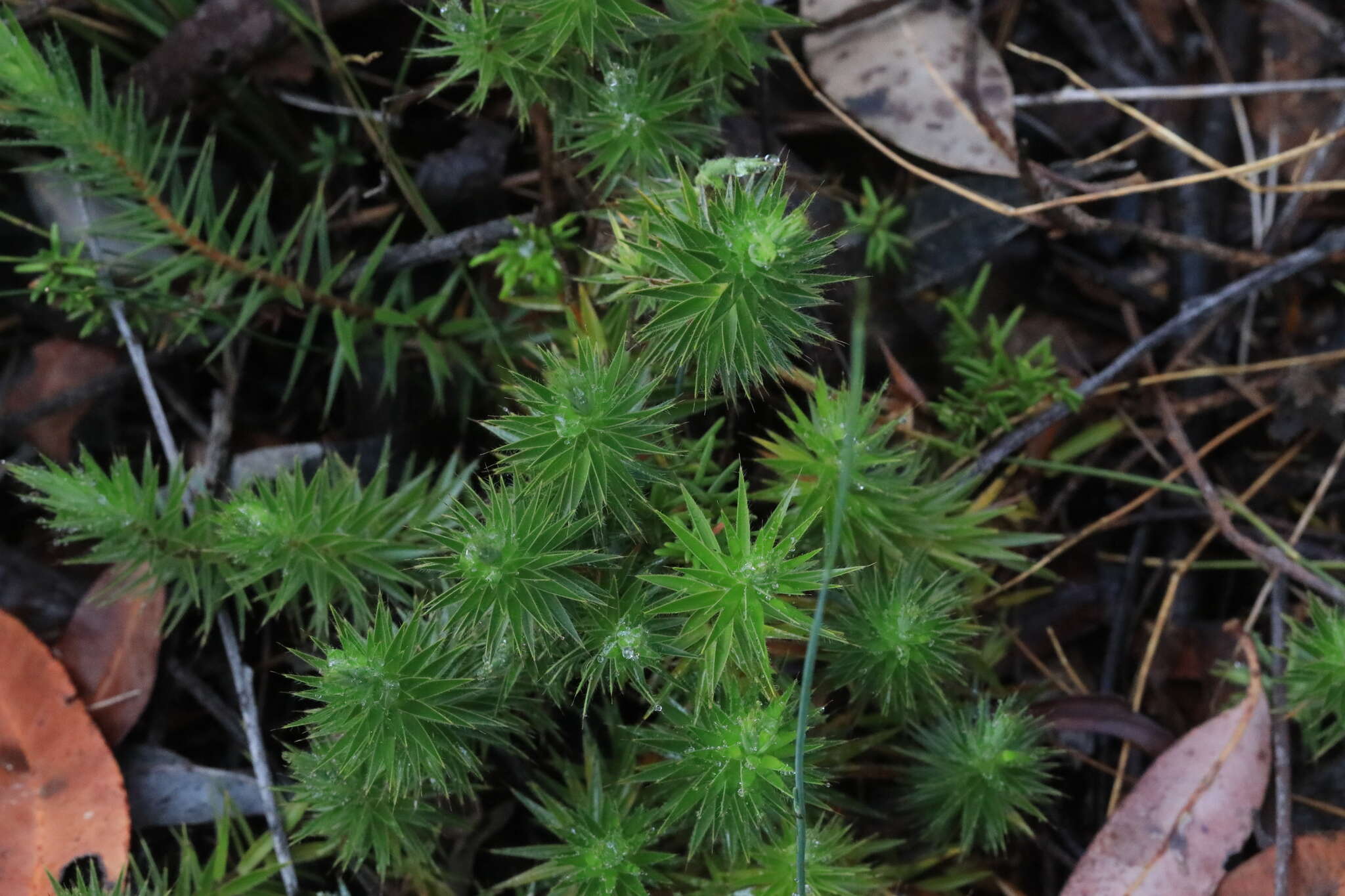 Imagem de Melichrus procumbens (Cav.) Druce