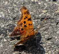 Imagem de Polygonia interrogationis Fabricius 1798