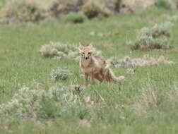 Image of swift fox