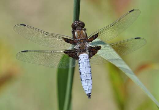 Image of Broad-bodied chaser