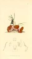 Image of Ground beetle