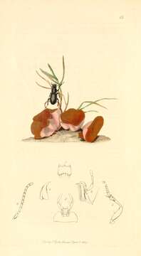 Plancia ëd Pterostichus (Melanius) aterrimus (Herbst 1784)