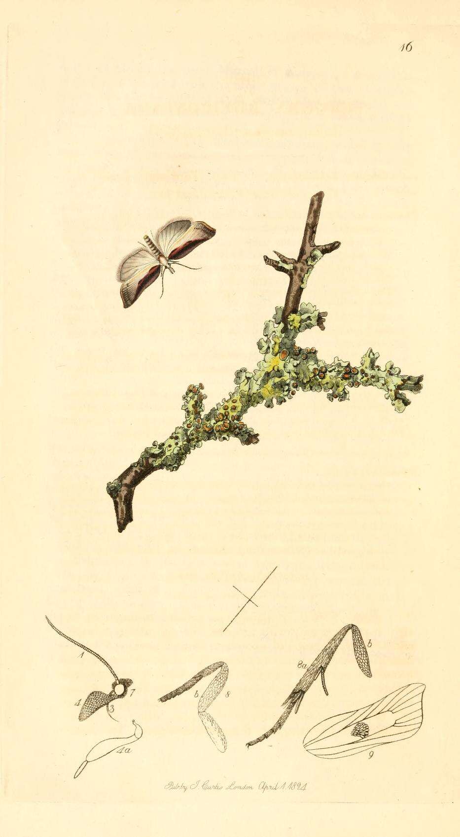 Image of Acleris cristana Denis & Schiffermüller 1775