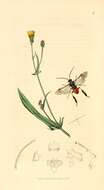 Image of <i>Craesus septentrionalis</i>