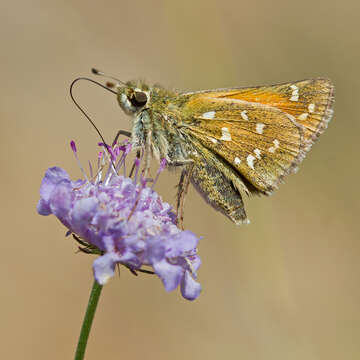 Image of Common Branded Skipper